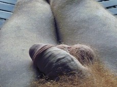 show me your cock gif