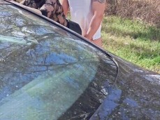 dogging gif