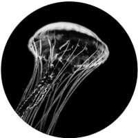 xJellyFish Studio
