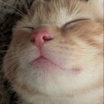 GigiMoss