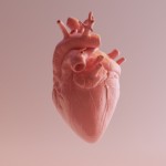 kinkylovercardiophilia official
