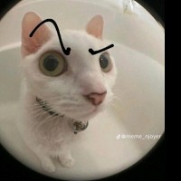 OXKittyGirlXO