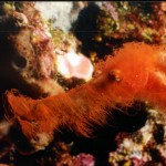 MissCorvidae