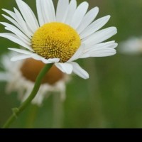 Mydateswithdaisy