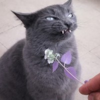 Saenghwalmellow