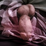 xHornymuchx