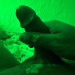 Soy Tu Mulato Cubano