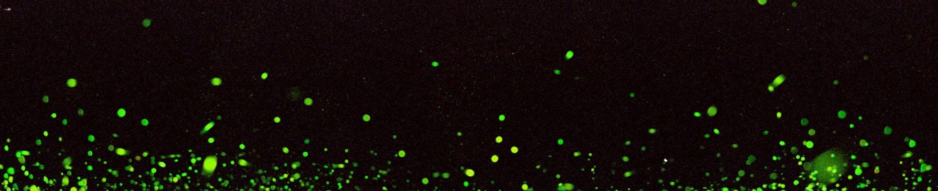 Alien Sprinkles
