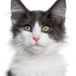 EmiliMoonFox