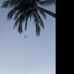 FloridaBoivibez