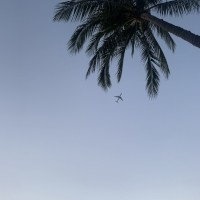 FloridaBoivibez