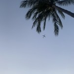 FloridaBoivibez