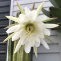 SoicyKiwi