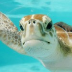 OmgTurtles