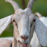 Horny Goat Boy