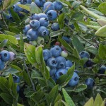 Wildberry