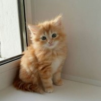 cutepurr
