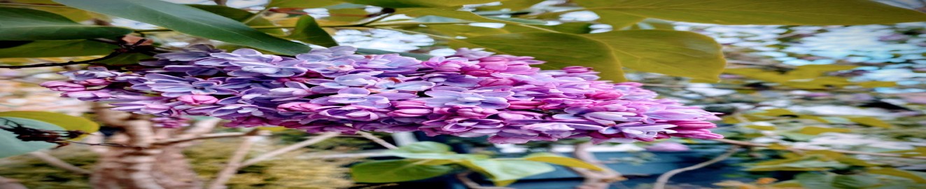 Lilas Desire