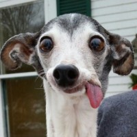 Henry Westons n a bit of k