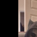 WolfieePups