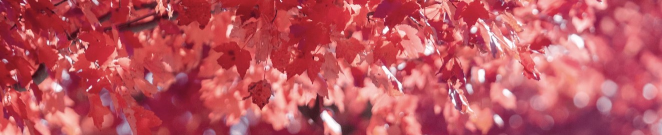 autumn n1ght
