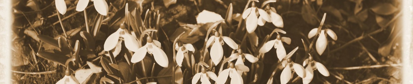 porcelain pansy