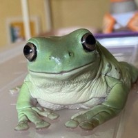 The Big Fat Frog