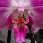 IAmYourHappyClitoris