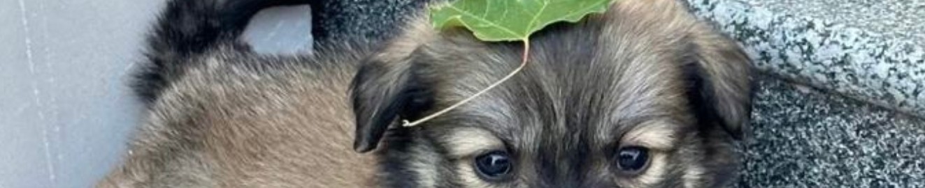 Ensupuppyboy