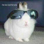 4unny Bunny