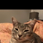 Mrjsjones