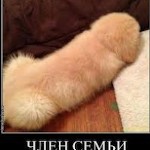MisteryChlen