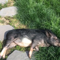 Аватар пользователя