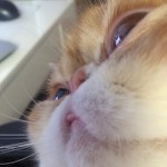 pixiekitten
