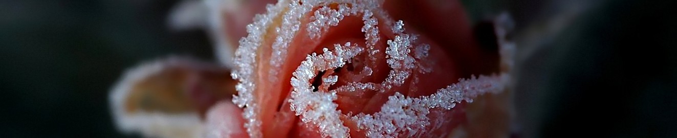 roseleaves