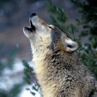 Wolf7342