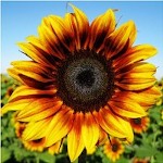Sunflowerlover45