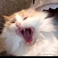 rainbowcatto