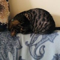 rosielovespussy