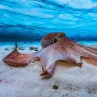 active-octopus