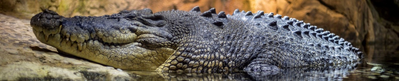 CrocodileFem