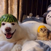 GreenPussyCat