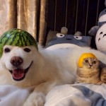 GreenPussyCat