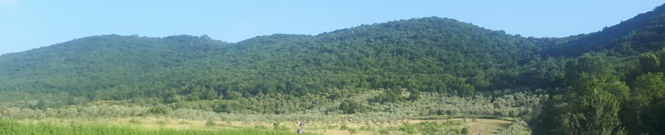 jolteonx