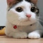 Chunkiebutt