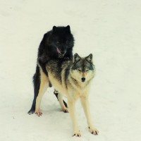 LookARealWolf