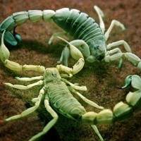 mistic_scorpio