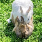 Bouncy Bunnies