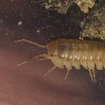 FriskyIsopod