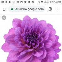MsLola97